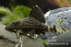 Grüner Panaque, L191, Panaque Sp.