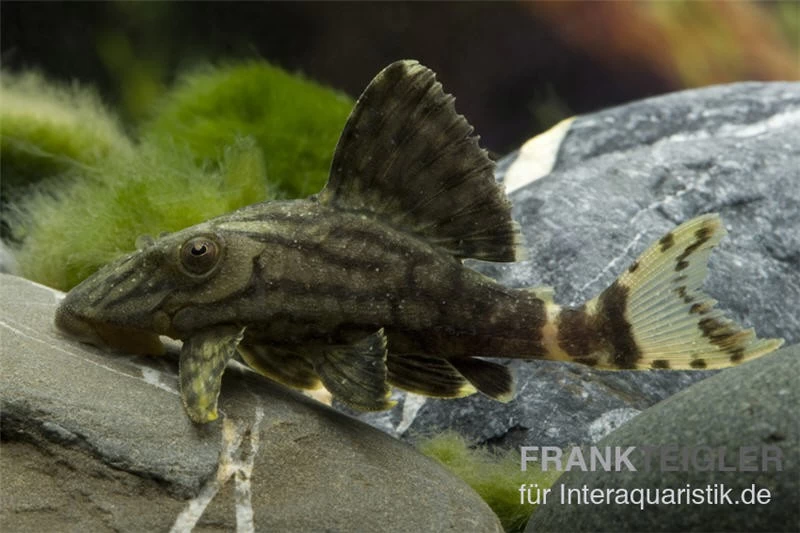 Grüner Panaque, L191, Panaque Sp.