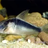 Flügelpanzerwels, Corydoras Semiaquilus Sp. Aff. PERU