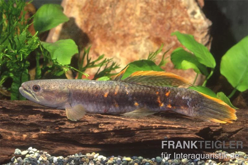 Roter Wolfsalmler Sp. Peru, Erythrinus Sp. Peru Red – Bild 3