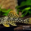 Sunshine Pleco, Sonnenwels, L14, Scobiancistrus Aureatus