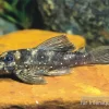 Stern-Pleco, L005, Peckoltia Angelicus