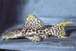 Titanic-Kaktuswels, L 273, Pseudacanthicus Sp