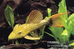 Rotflossen-Kaktuswels, L 24, Pseudacanthicus Cf Serratus