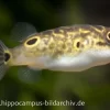 Augenfleck-Kugelfisch, Tetraodon Biocellatus, 2-3 Cm