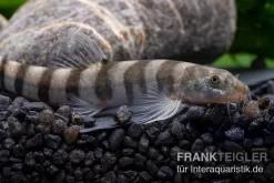 Achtringe-Schmerle, Serpenticobitis Octozona