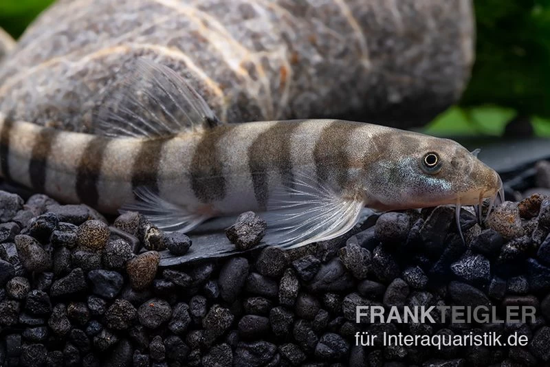 Achtringe-Schmerle, Serpenticobitis Octozona