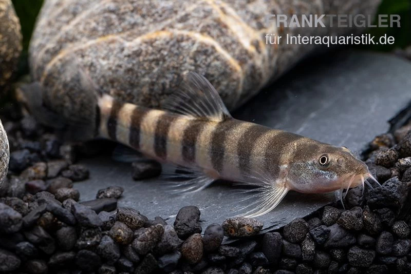 Achtringe-Schmerle, Serpenticobitis Octozona – Bild 2