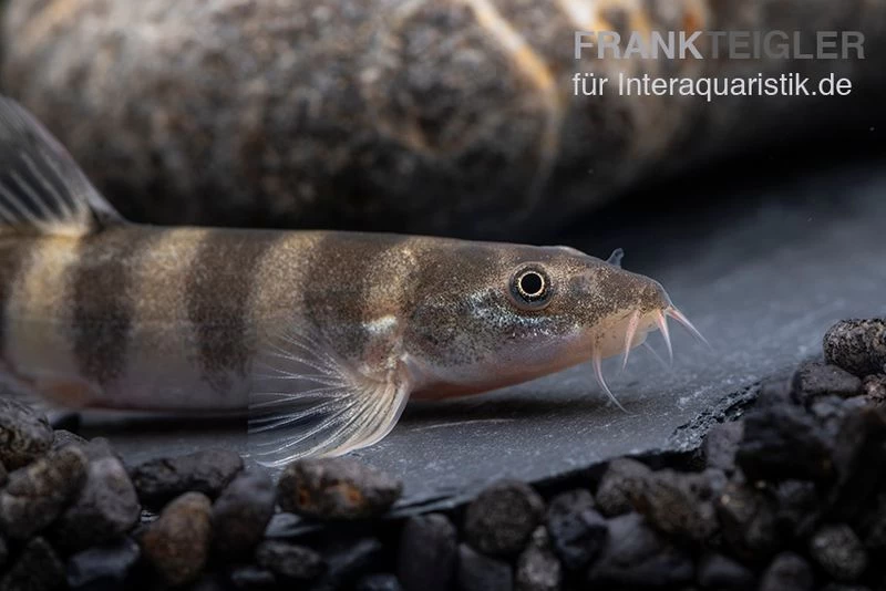 Achtringe-Schmerle, Serpenticobitis Octozona – Bild 3