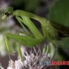 Afrikanische Gottesanbeterin, Sphodromantis Bioculata