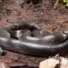 Afrikanische Hausschlange, Lamprophis Fuliginosus