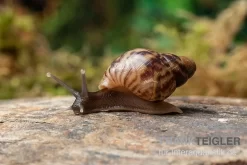 Afrikanische Riesenschnecke, Achatina Reticulata "wildfarben", DNZ