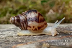 Afrikanische Albino-Riesenschnecke, Achatina Reticulata "albino", DNZ