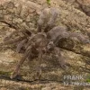 Afrikanische Riesenvogelspinne, Hysterocrates Gigas XL