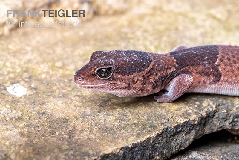 Afrikanischer Fettschwanzgecko, Hemitheconyx Caudicinctus – Bild 4