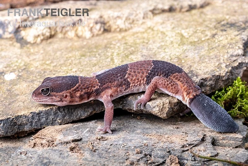 Afrikanischer Fettschwanzgecko, Hemitheconyx Caudicinctus – Bild 5