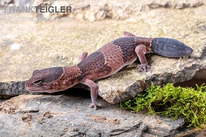 Afrikanischer Fettschwanzgecko, Hemitheconyx Caudicinctus – Bild 8