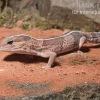 Afrikanischer Fettschwanzgecko, Hemitheconyx Caudicinctus