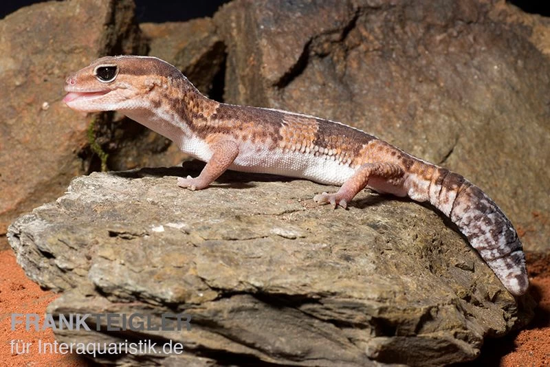Afrikanischer Fettschwanzgecko, Hemitheconyx Caudicinctus – Bild 2
