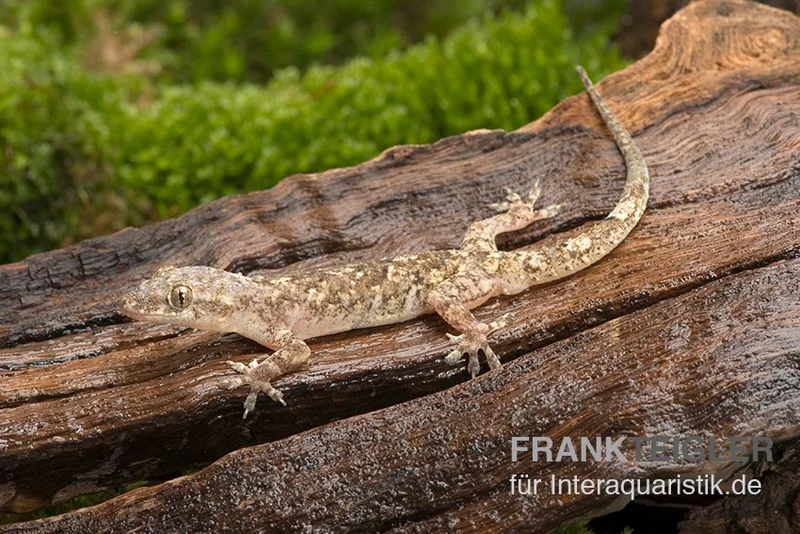 Afrikanischer Hausgecko, Hemidactylus Brookii