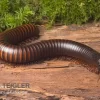Afrikanischer Riesentausendfüßer, Archispirostreptus Gigas