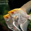 Albino-Goldmarmor-Skalar, Pterophyllum Scalare