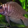 Schwarzer Perl-Nanderbuntbarsch, Altolamprologus Calvus Black Pearl F1