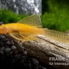 Goldener Schleier-Antennenwels, Ancistrus Sp. Long Fin "Gold-Schleier"