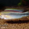 Wilhelmi Zwergbuntbarsch, Apistogramma Sp. Wilhelmi