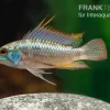 Dreistreifen-Zwergbuntbarsch, Apistogramma Trifasciata