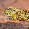 Argentinischer Schmuckhornfrosch (grün), Ceratophrys Ornata