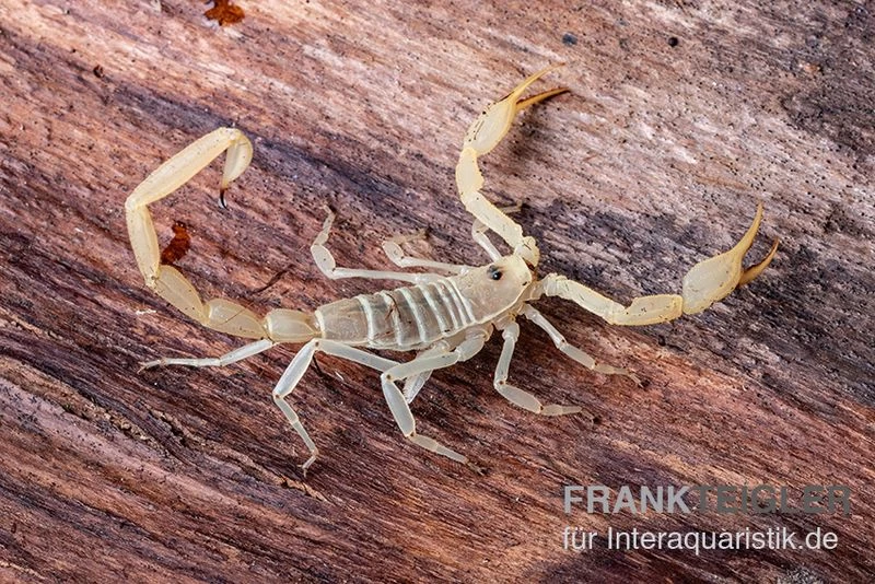 Arizona Bark Scorpion, Centruroides Sculpturatus