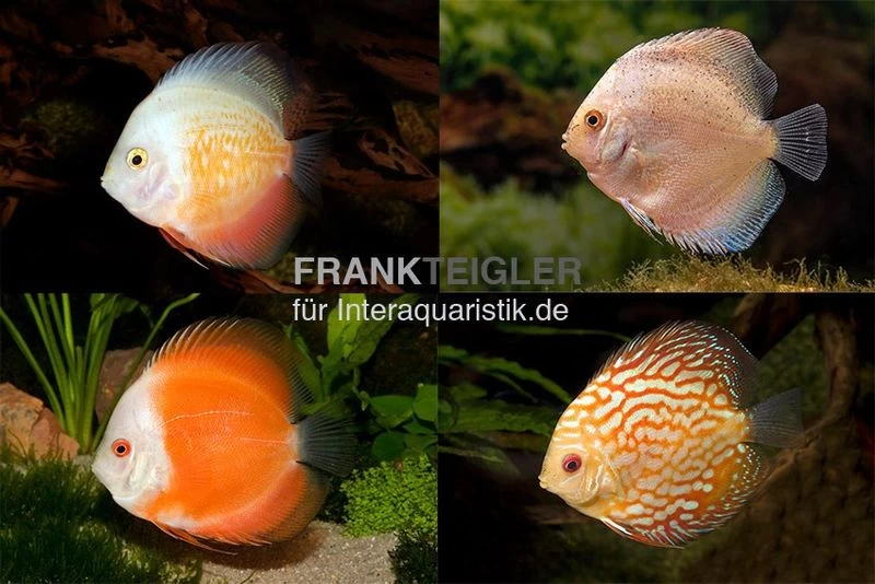 3 X Diskusfisch ASIA-NZ Im Mix, Symphysodon Discus, S 5-6 Cm – Bild 2