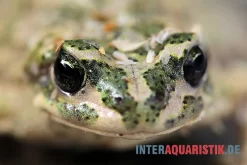 Atlaskröte, Bufo Brongersmai