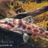 Augenfleckwels, Auchenoglanis Occidentalis (Giraffenwels)