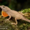 Bahama-Anolis, Anolis Sagrei