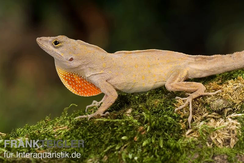 Bahama-Anolis, Anolis Sagrei – Bild 2