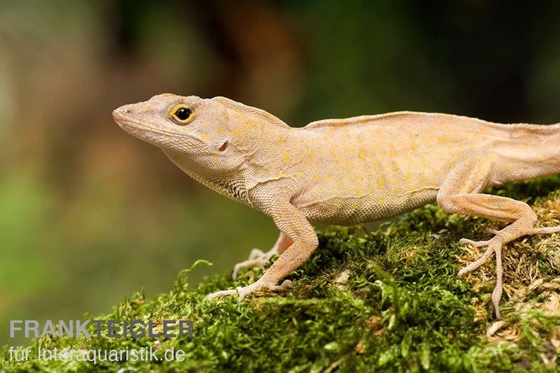 Bahama-Anolis, Anolis Sagrei – Bild 3