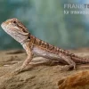 Bartagame, Pogona Vitticeps, Farbmix