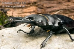 Bellicosa-Hirschkäfer, Odontolabis Bellicosa