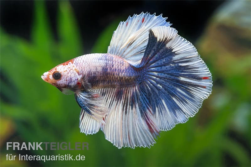 Halfmoon Kampffisch Multi Color NZ, Männchen, Betta Splendens – Bild 2