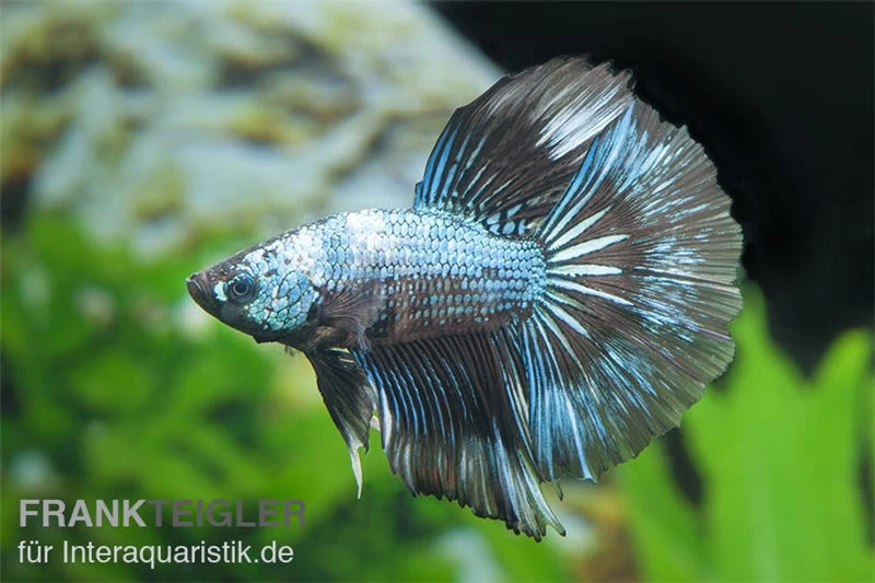 Halfmoon Kampffisch Multi Color NZ, Männchen, Betta Splendens – Bild 3