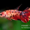 Halfmoon Kampffisch Koi Weibchen, Betta Halfmoon Koi