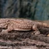 Bibrons Dickfingergecko, Chondrodactylus Bibronii