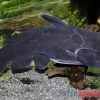 Black Catfish, Trachycorystes Trachycorystes