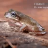 Blauer Korallenfinger-Laubfrosch, Litoria Caerulea