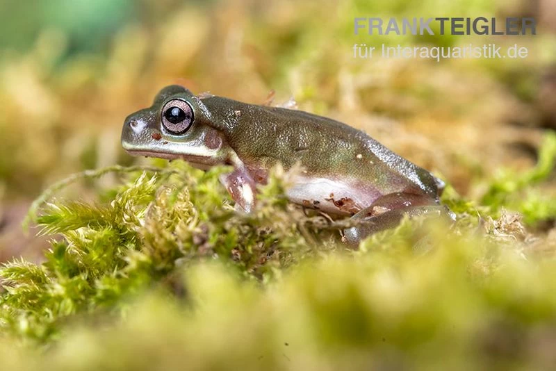 Blauer Korallenfinger-Laubfrosch, Litoria Caerulea – Bild 5
