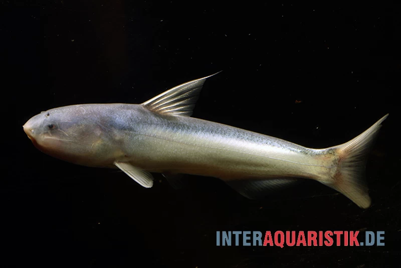 Blauer Wal-Wels, Cetopsis Coecutiens