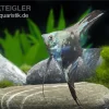 Blauer Leopard-Skalar, Pterophyllum Scalare Blau Leopard, DNZ