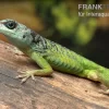 Blaugrüner Barbadosanolis, Anolis Extremus